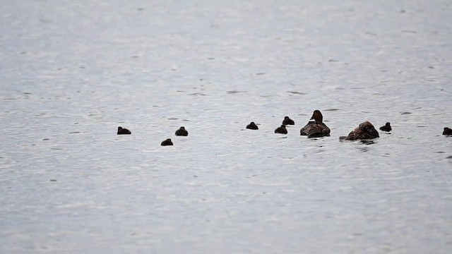 Common Eider (Dresser's) - ML621166276