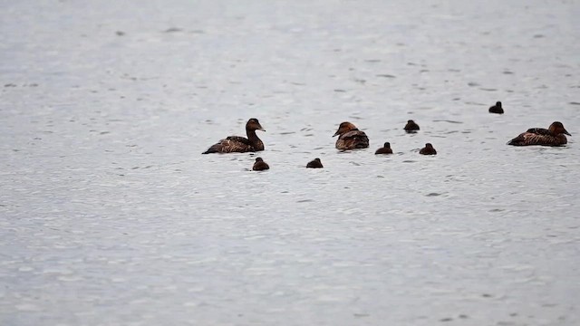 Common Eider (Dresser's) - ML621166329