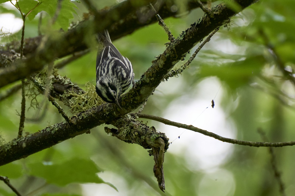 Black-and-white Warbler - ML621166344