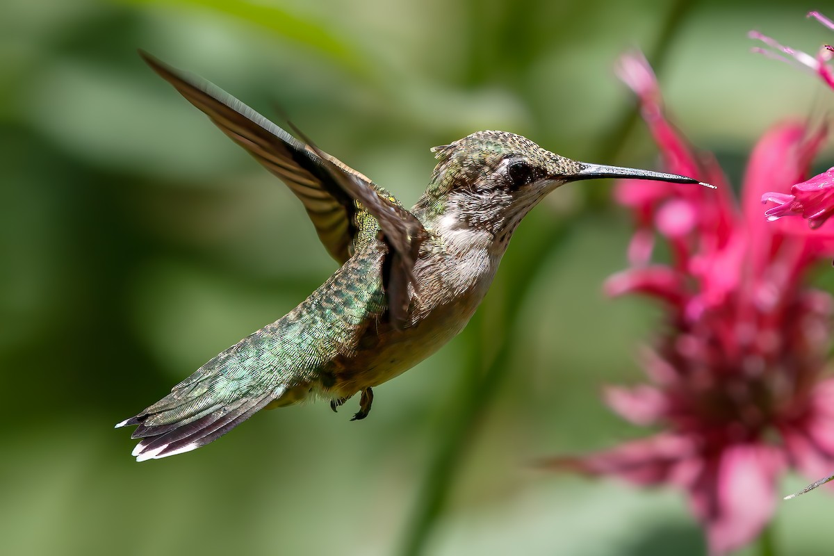 Ruby-throated Hummingbird - ML621166385