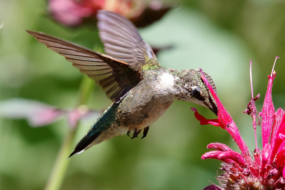Ruby-throated Hummingbird - ML621166386