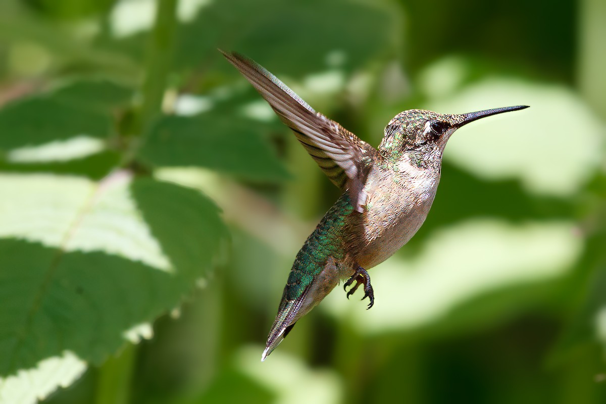 Ruby-throated Hummingbird - ML621166388