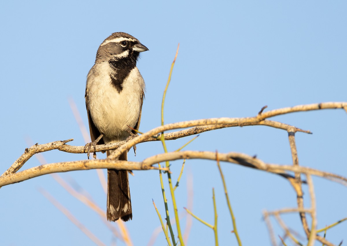 Black-throated Sparrow - ML621166413