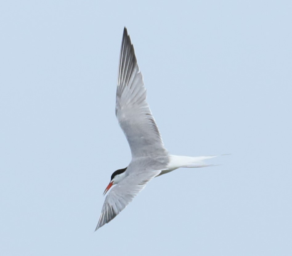 Common Tern - ML621166423