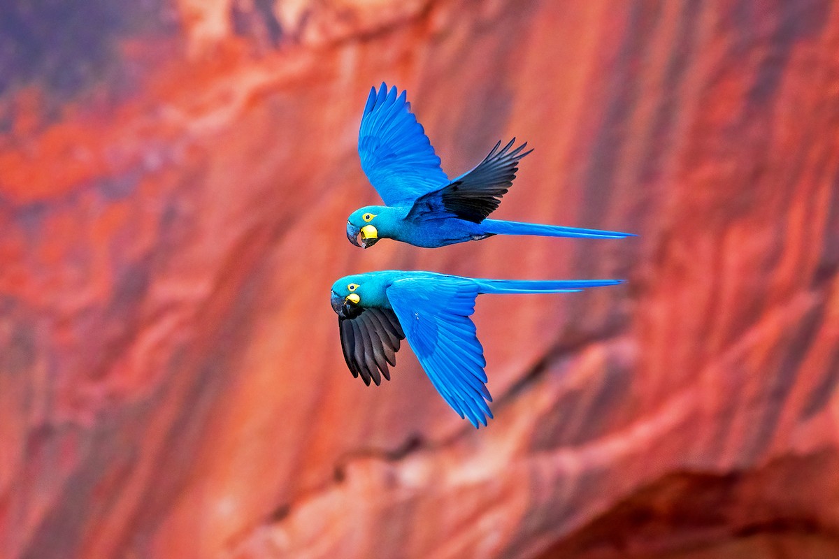 Indigo Macaw - ML621166448