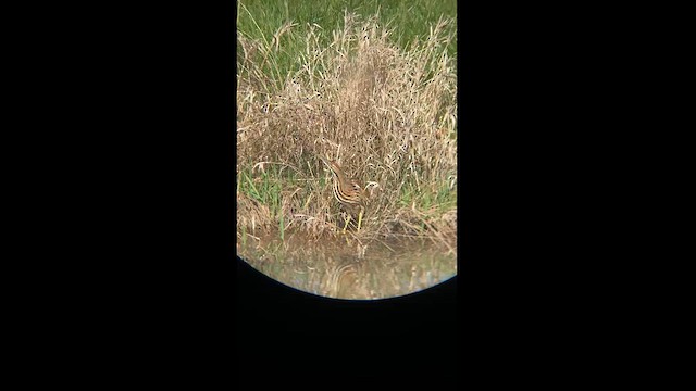 American Bittern - ML621166454