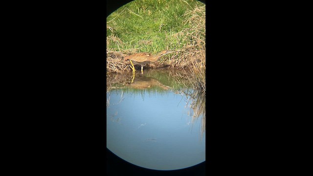 American Bittern - ML621166456