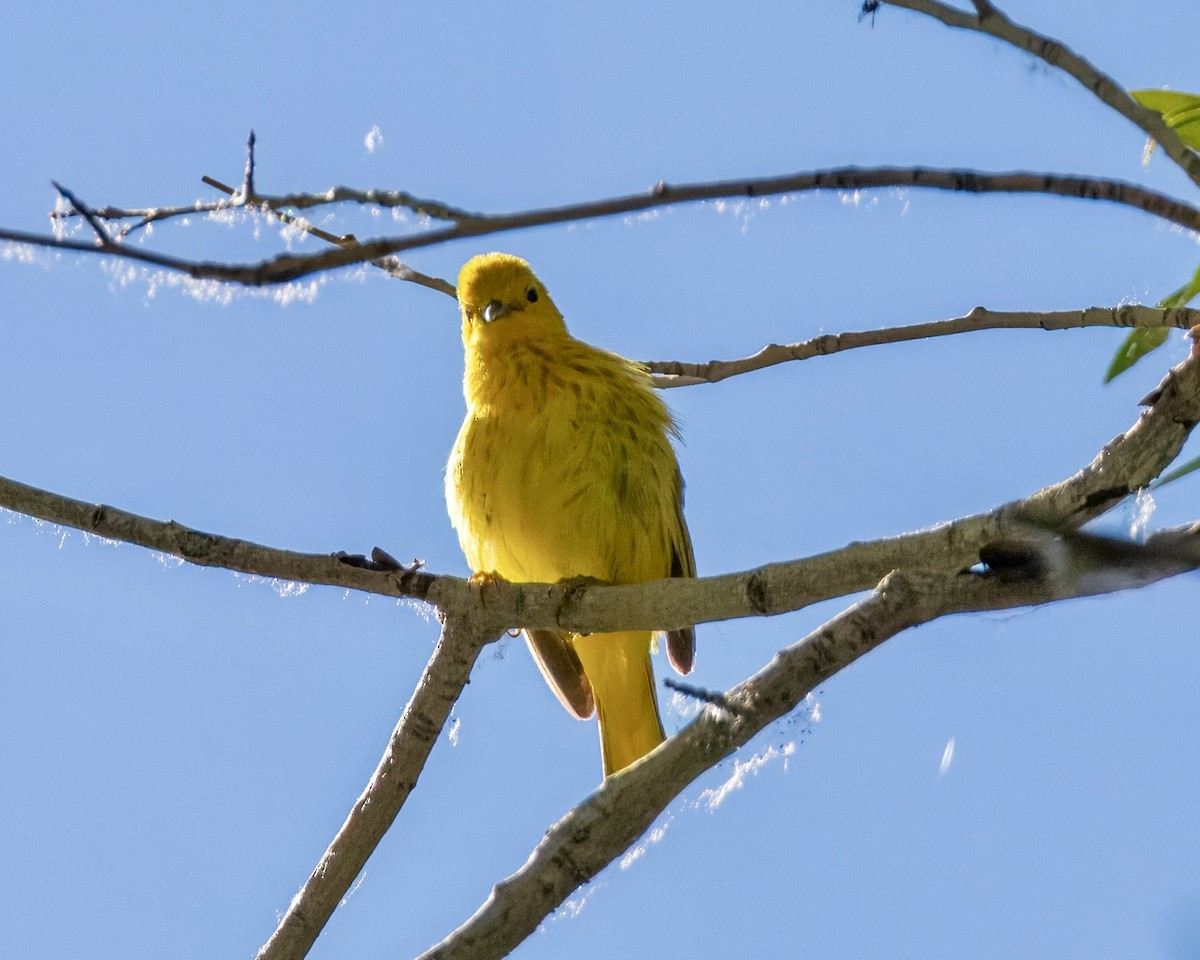 Yellow Warbler - ML621166495