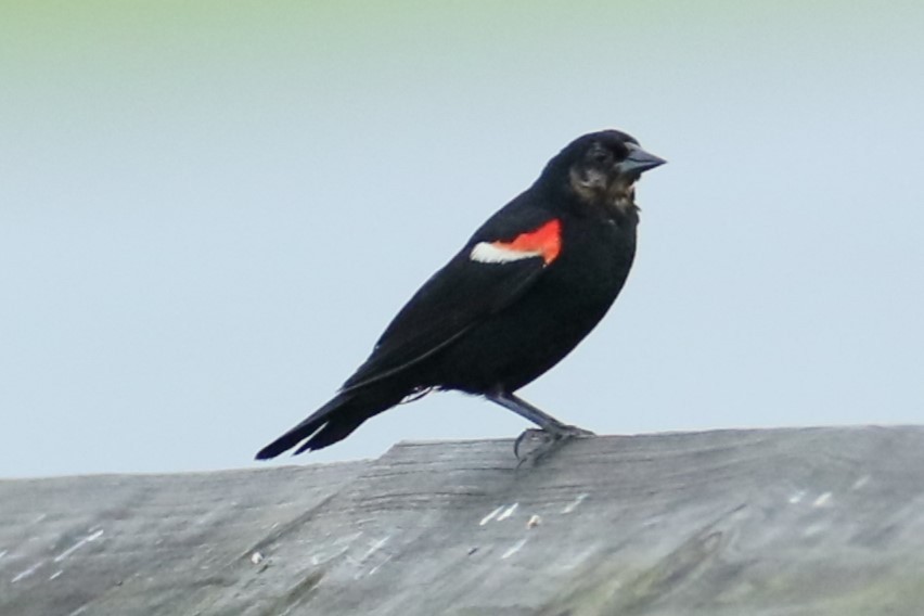 Red-winged Blackbird - ML621166531
