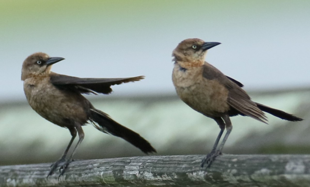 Boat-tailed Grackle - ML621166536