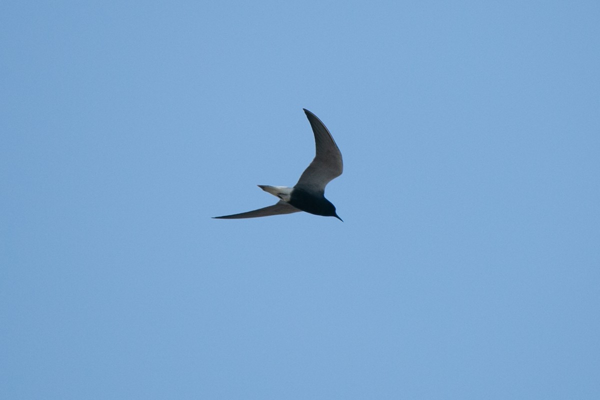 Black Tern - ML621166565