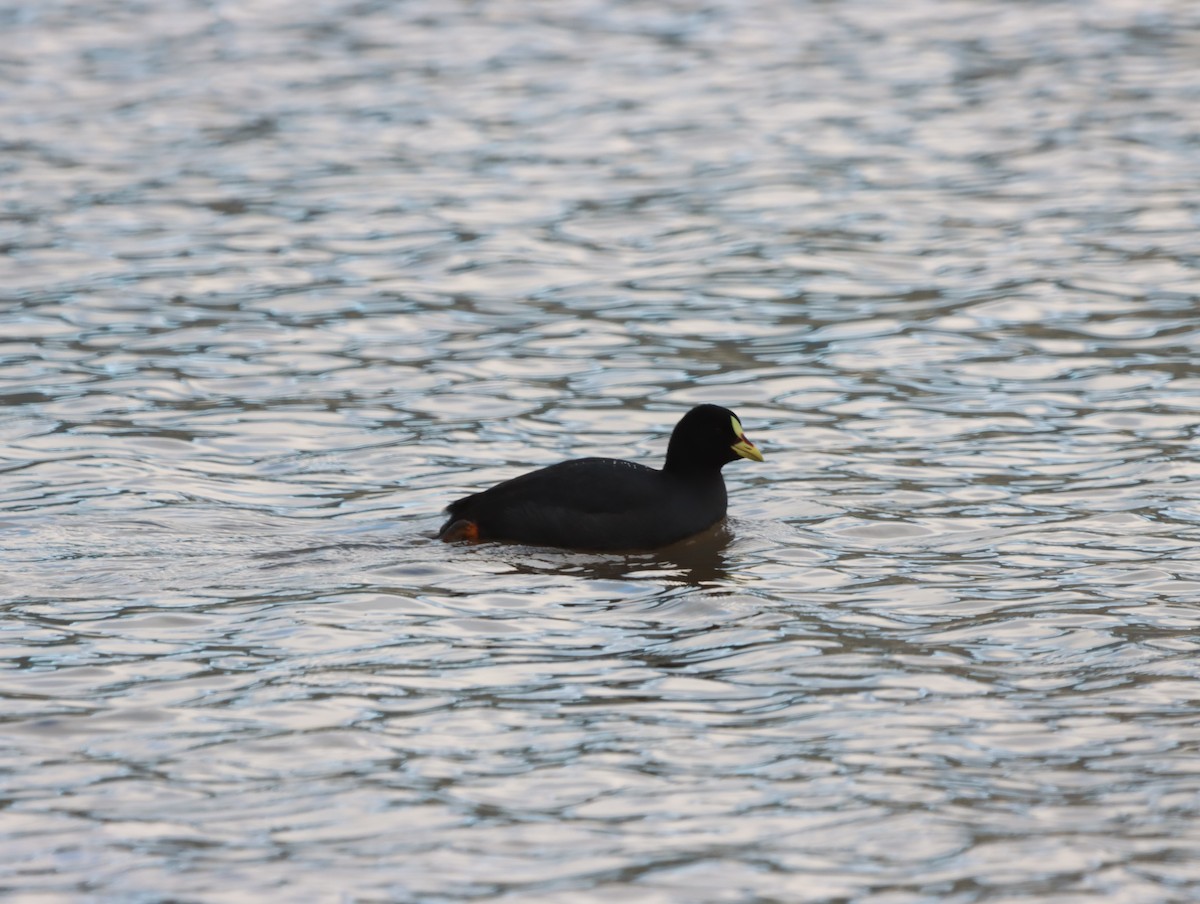 Red-gartered Coot - ML621166573