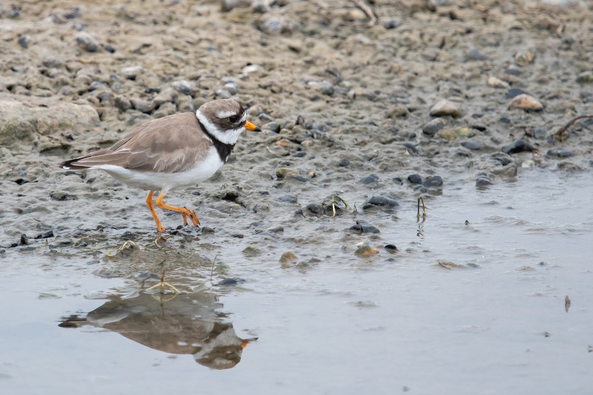 Common Ringed Plover - ML621166581