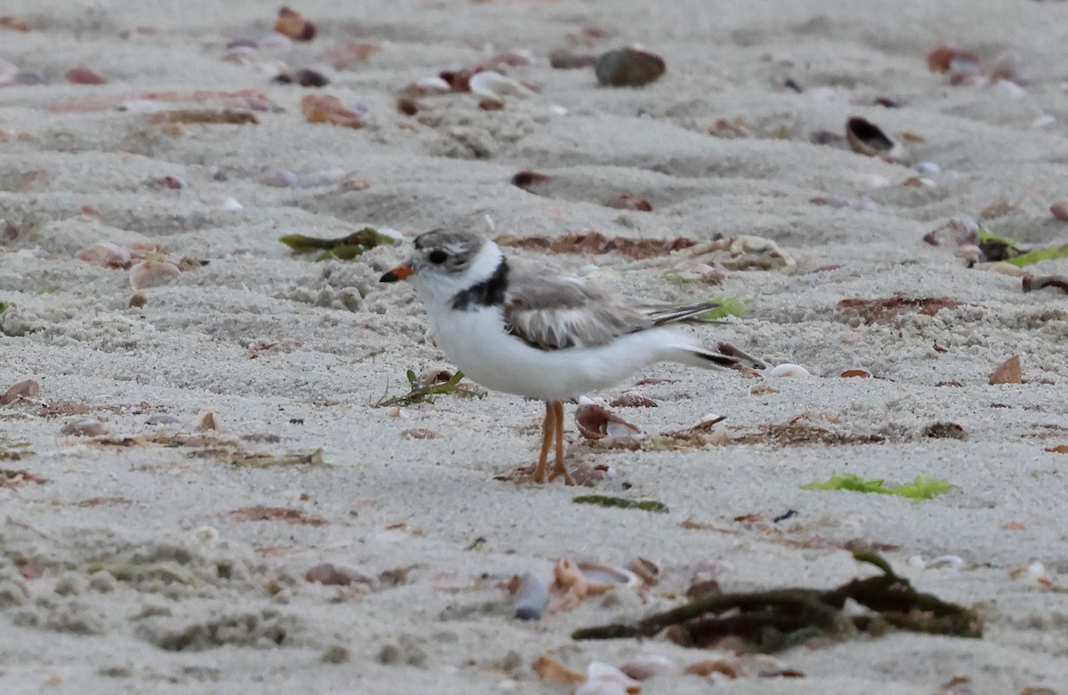 Piping Plover - ML621166584