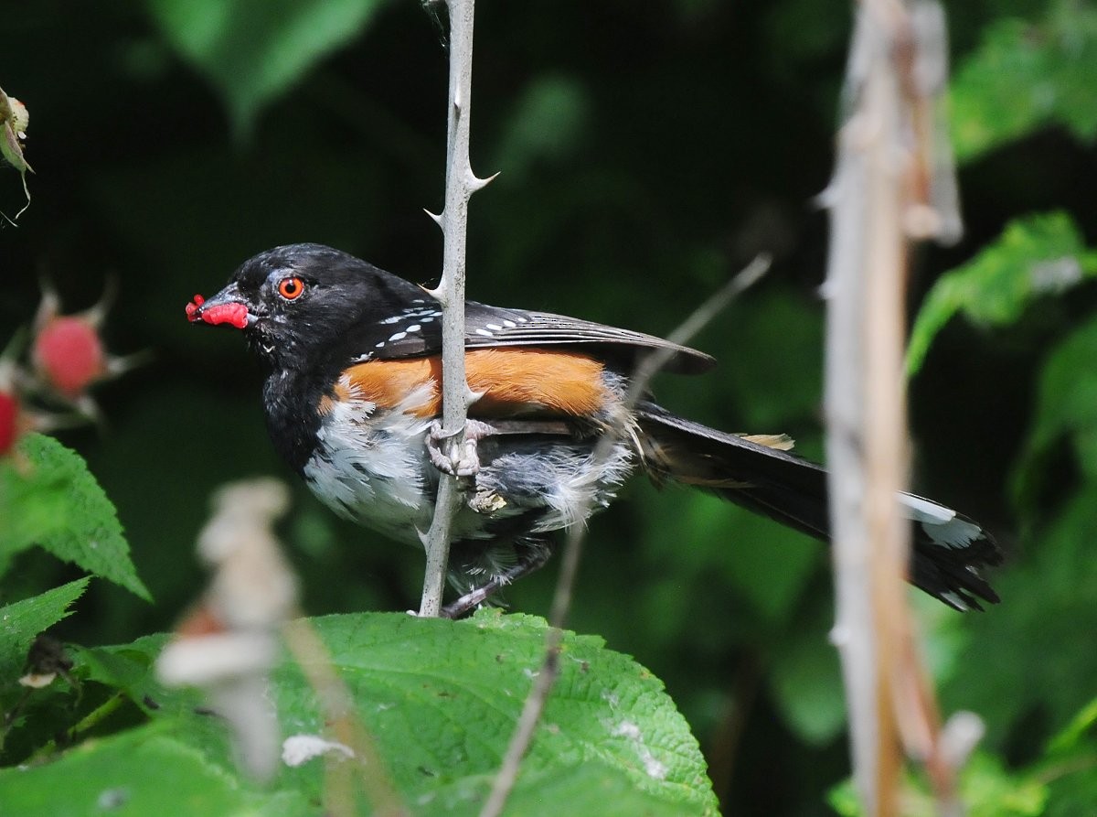 Spotted Towhee - ML621166594