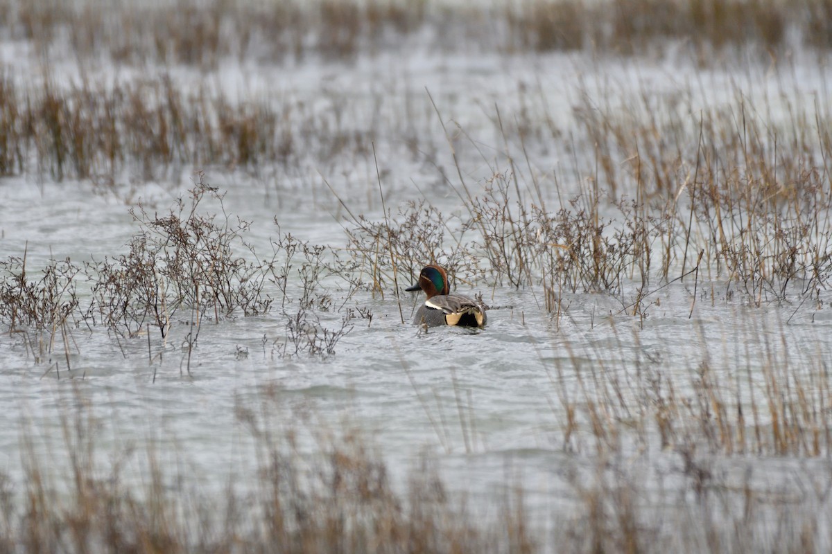 Green-winged Teal - ML621166596