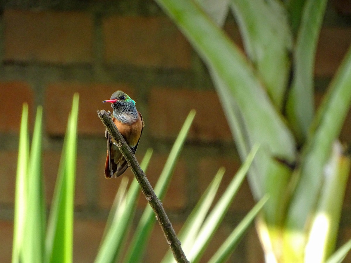 Amazilia Hummingbird - ML621166678