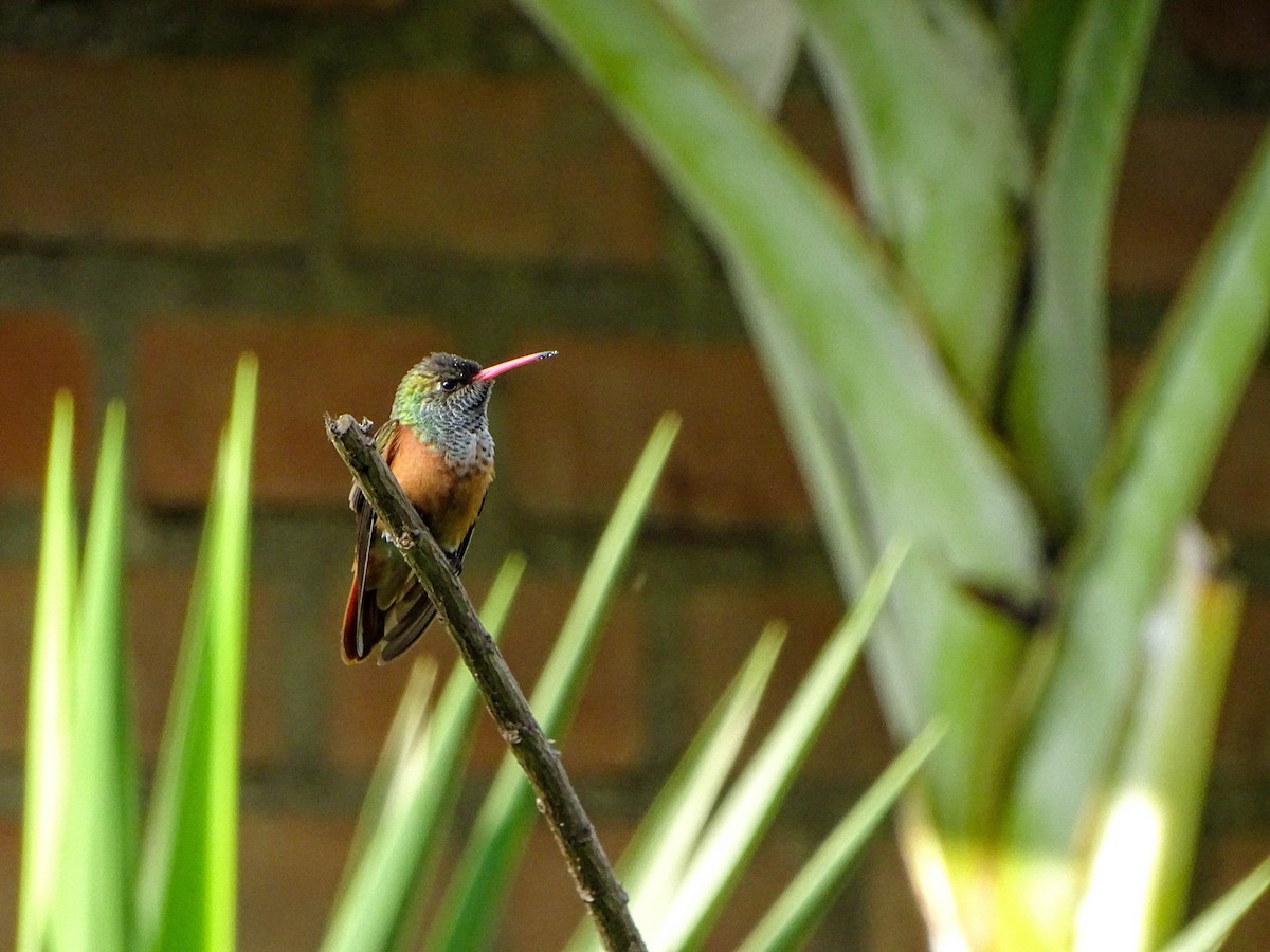Amazilia Hummingbird - ML621166679