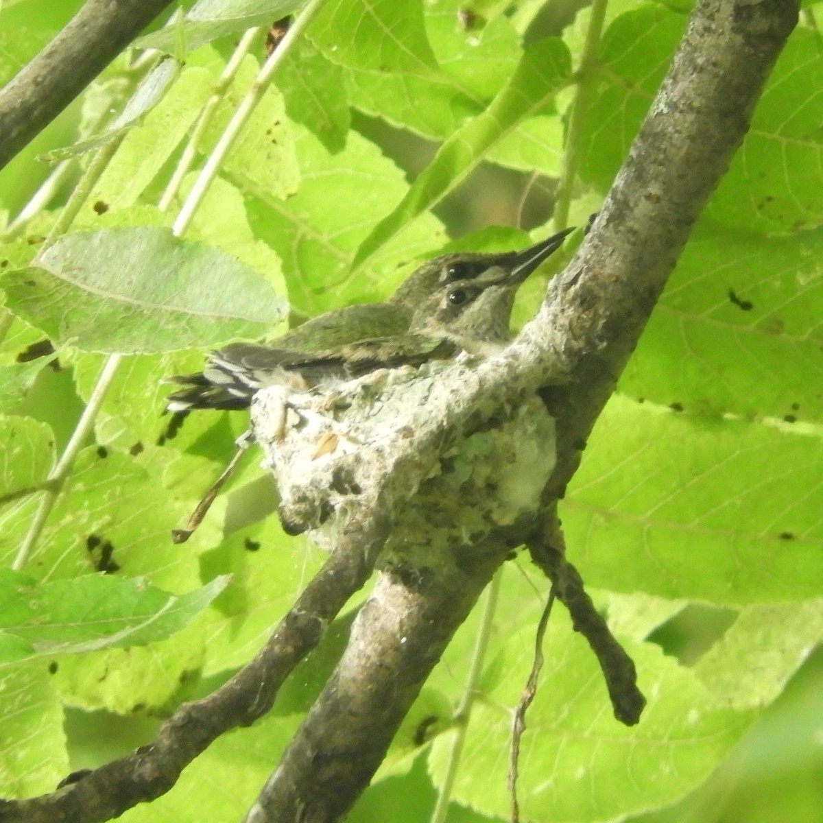 Ruby-throated Hummingbird - ML621166689