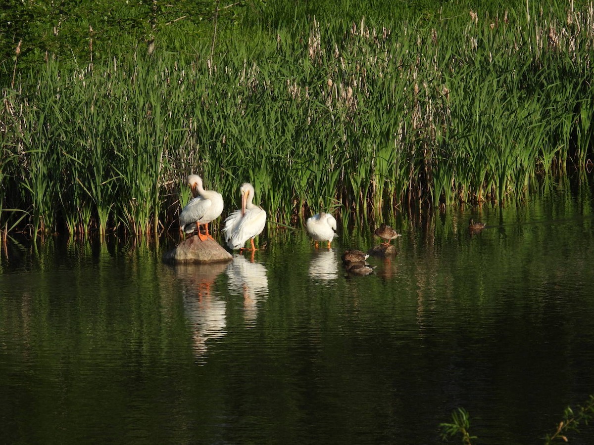 American White Pelican - ML621166708