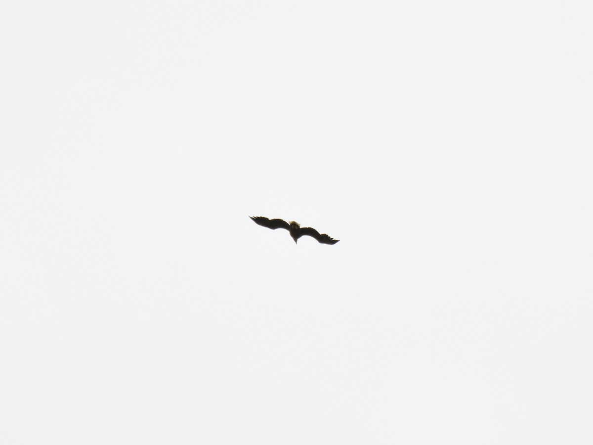 White-tailed Eagle - ML621166711