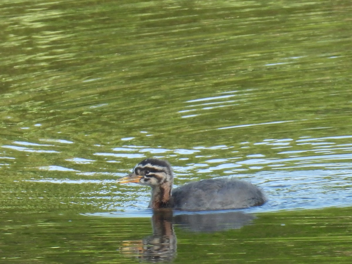Red-necked Grebe - ML621166715