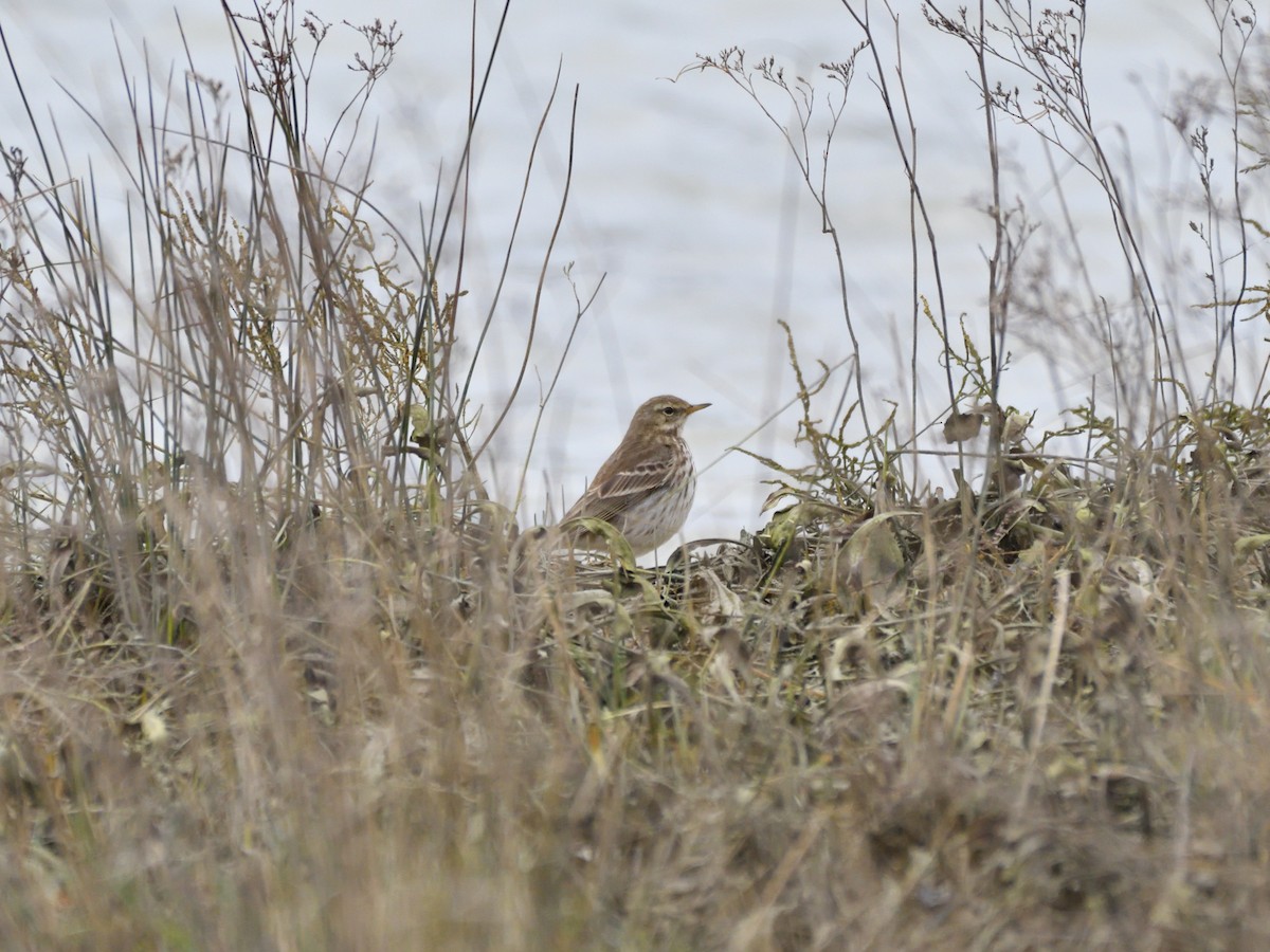 Water Pipit - ML621166717