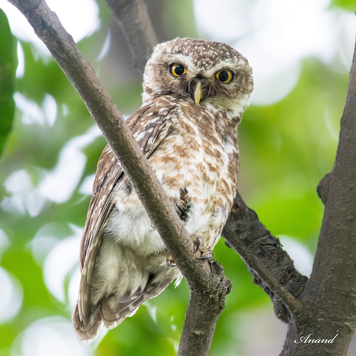 Spotted Owlet - ML621166771