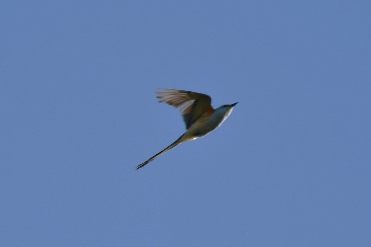 Scissor-tailed Flycatcher - ML621166779