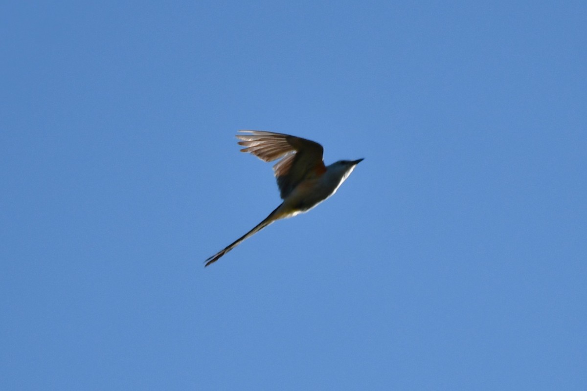 Scissor-tailed Flycatcher - ML621166781
