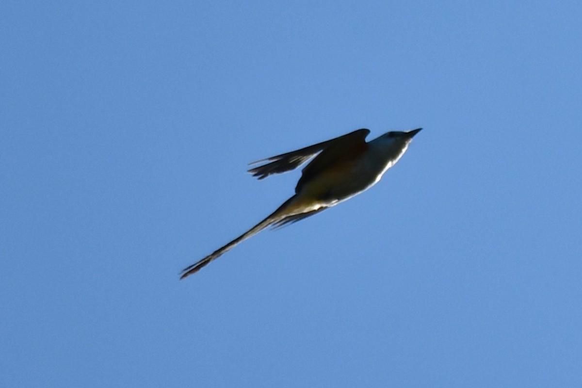 Scissor-tailed Flycatcher - ML621166782