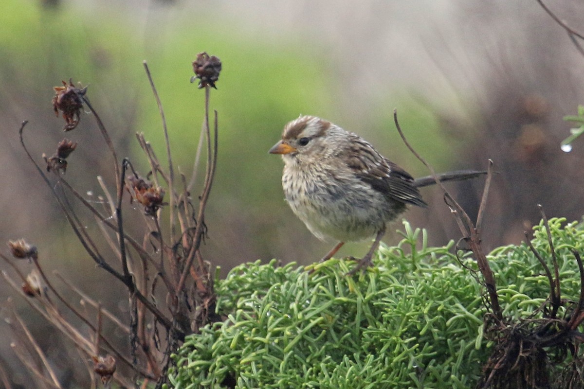 White-crowned Sparrow (nuttalli) - ML621166793