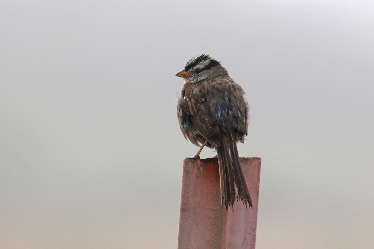 White-crowned Sparrow (nuttalli) - ML621166795