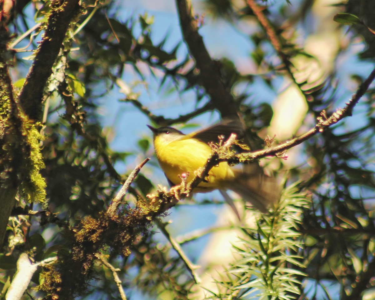 Golden-crowned Warbler - ML621166802