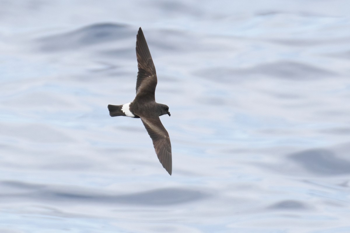 Band-rumped Storm-Petrel - Vilhelm Fagerström