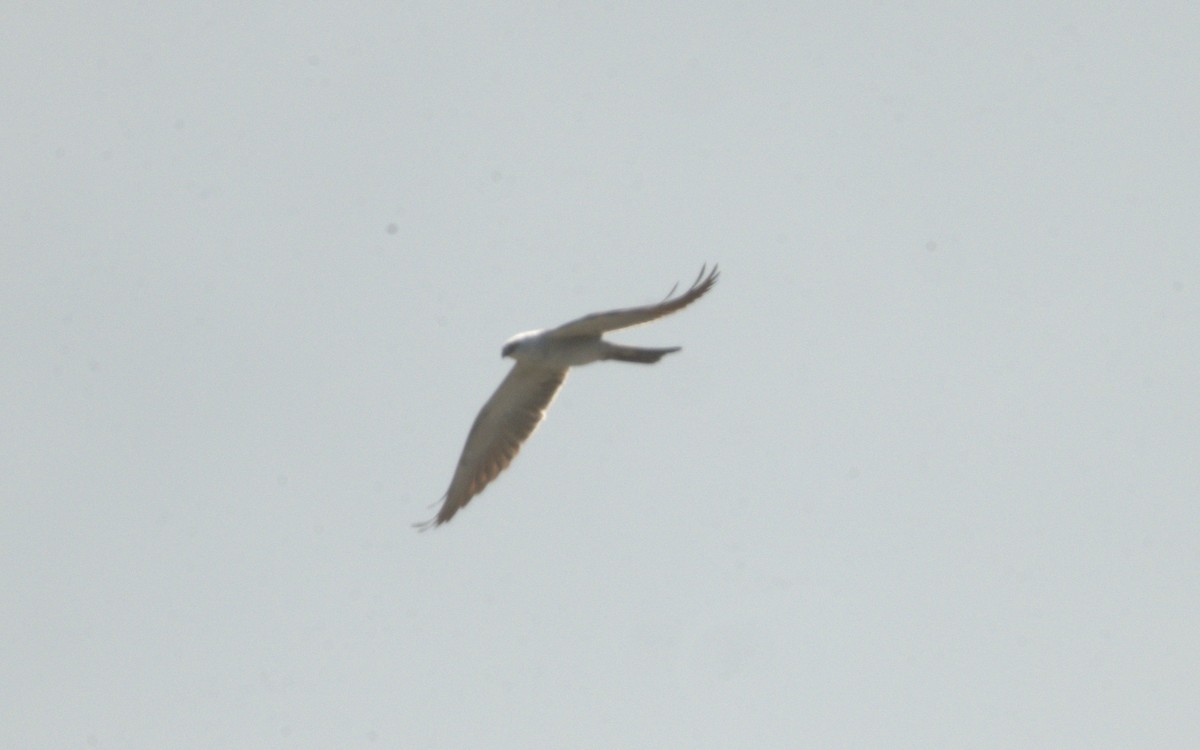 Mississippi Kite - ML621166819