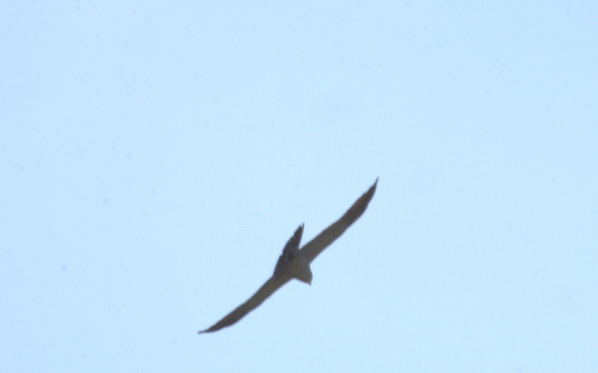 Mississippi Kite - ML621166820