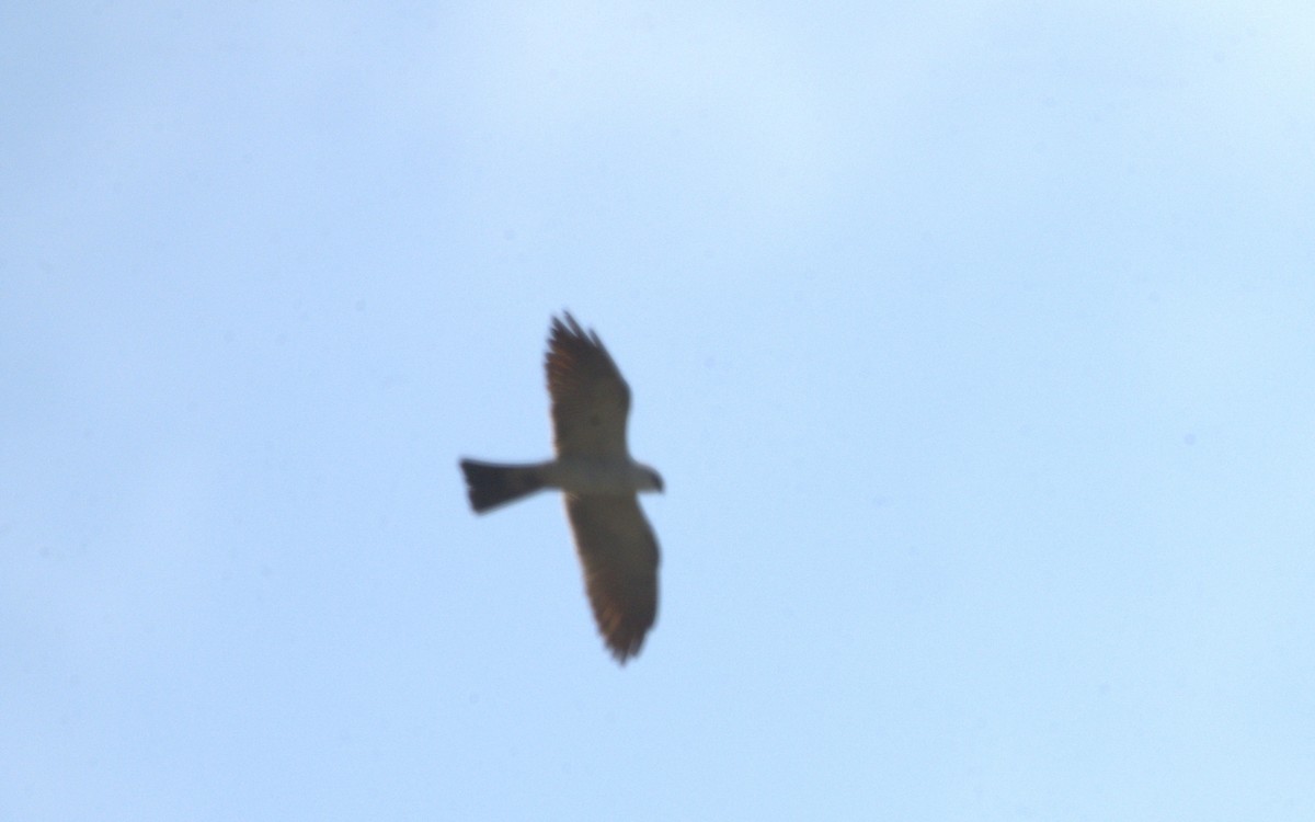 Mississippi Kite - ML621166821