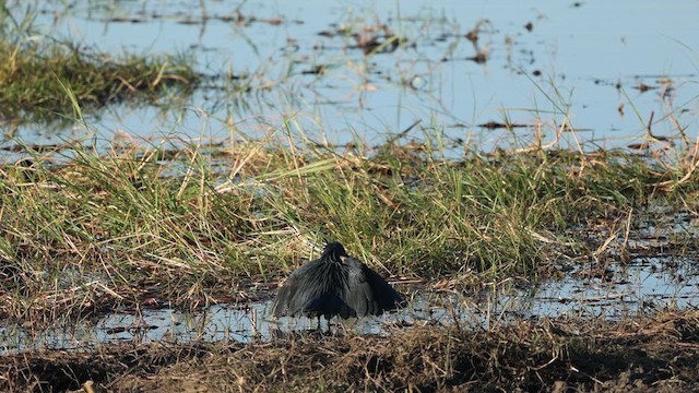 クロコサギ - ML621166837