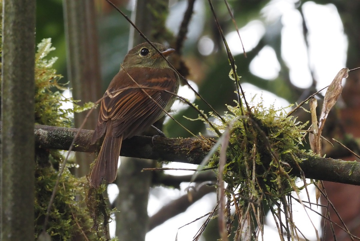 Roraiman Flycatcher - ML621166854