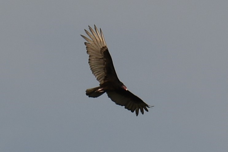 Turkey Vulture - ML621166860