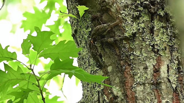 Brown Creeper - ML621166861