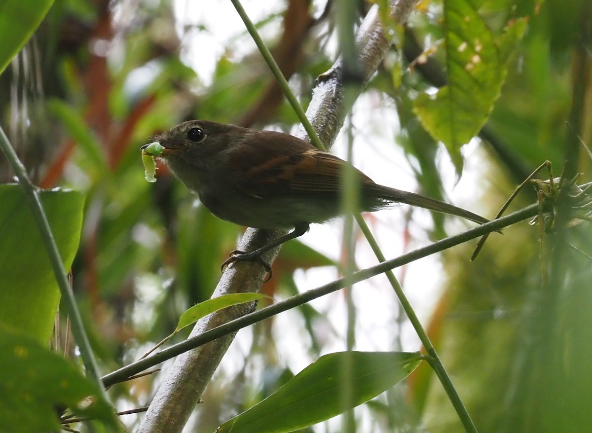 Roraiman Flycatcher - ML621166863