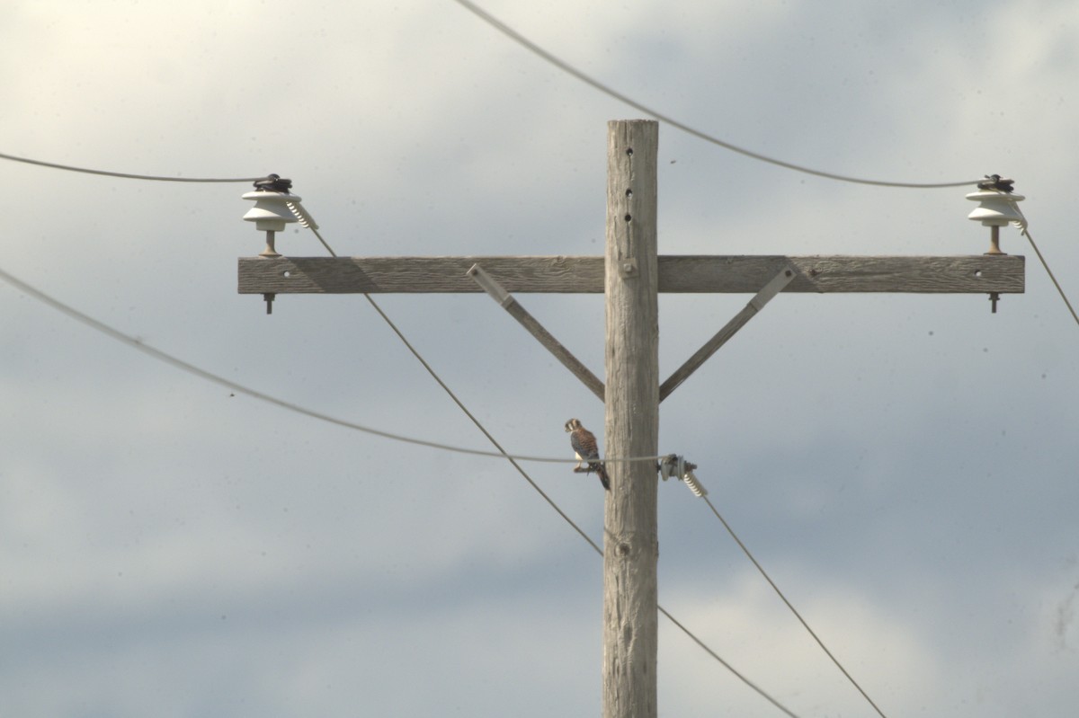 American Kestrel - ML621166865