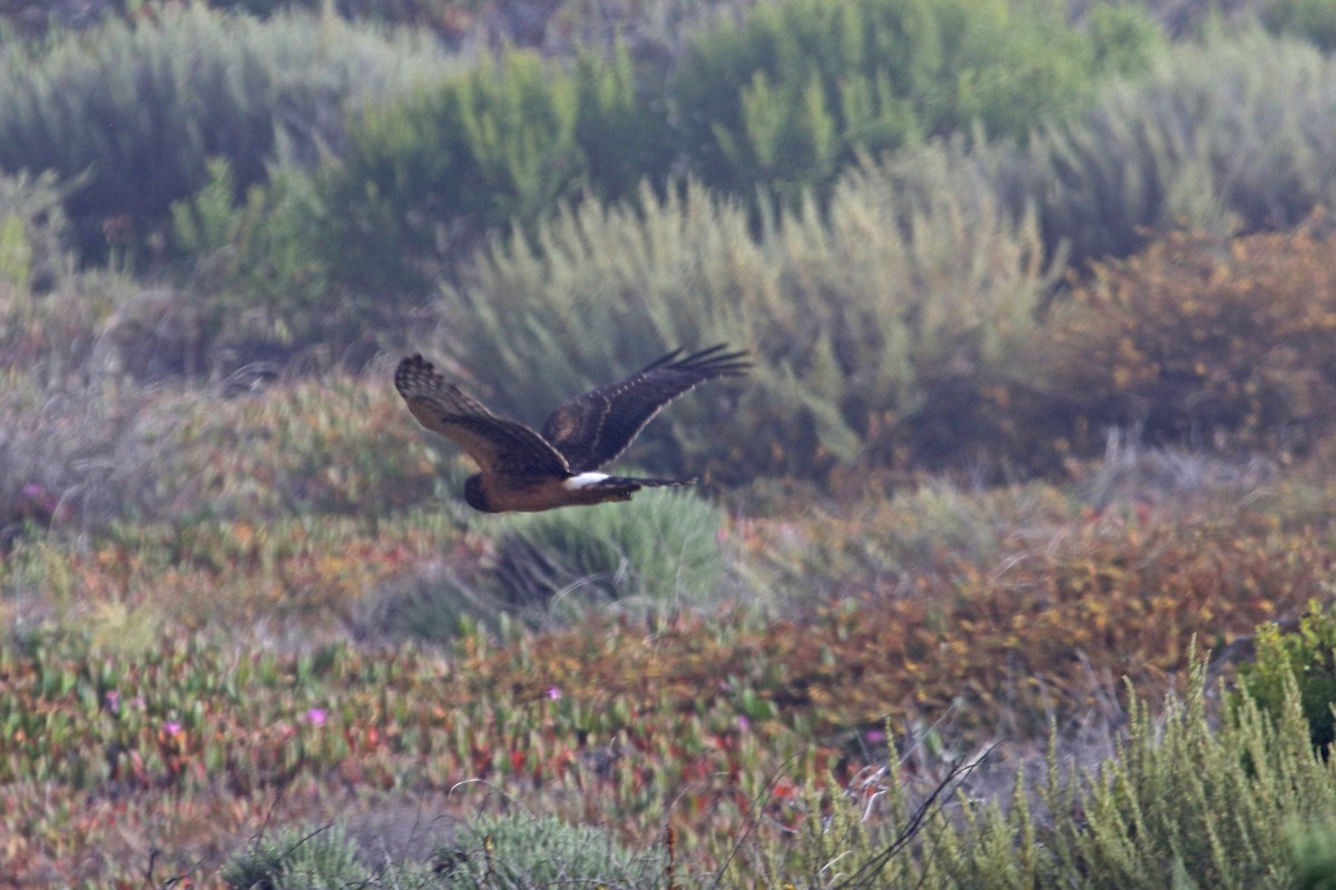 Northern Harrier - ML621166868