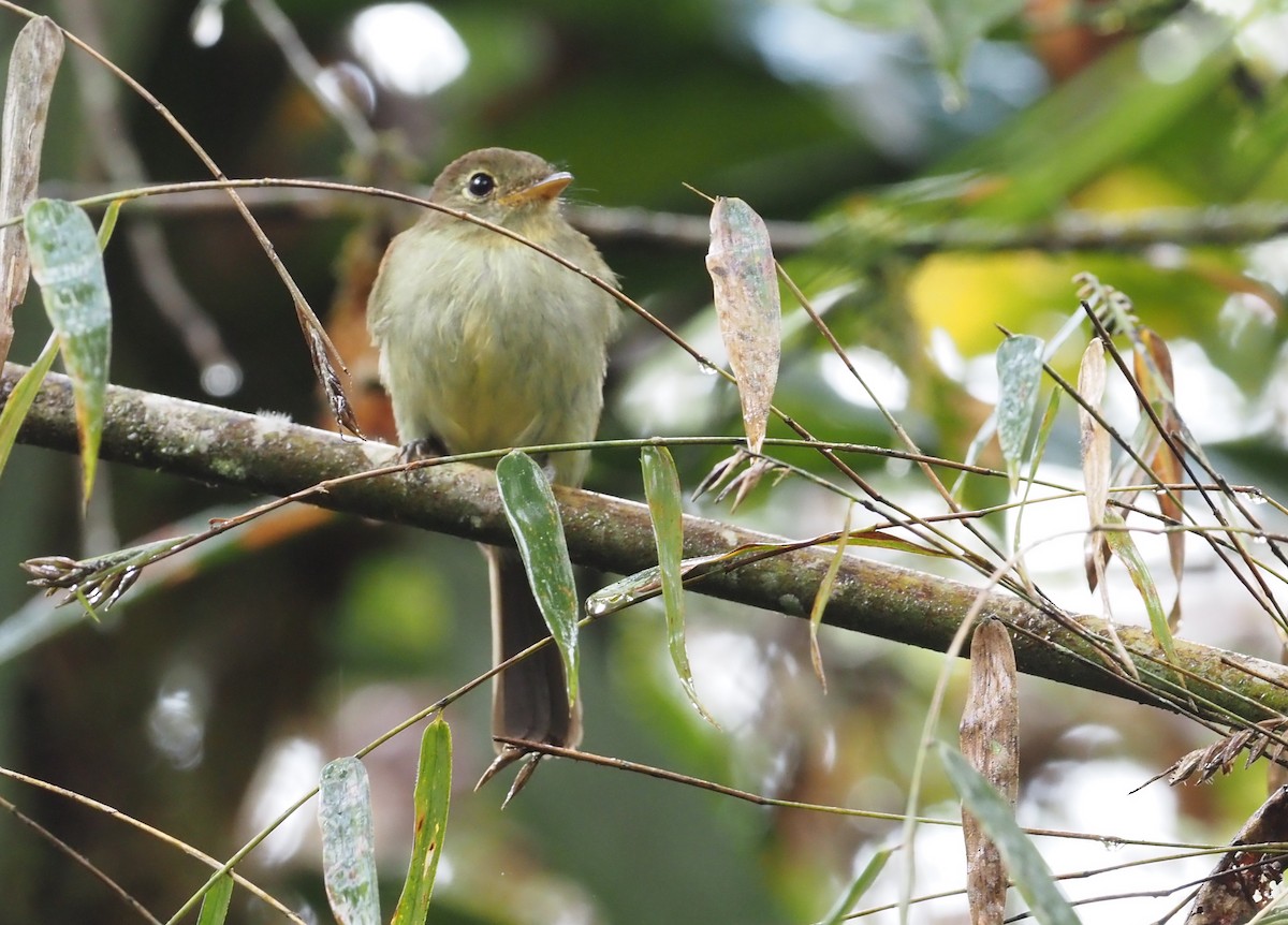 Roraiman Flycatcher - ML621166873