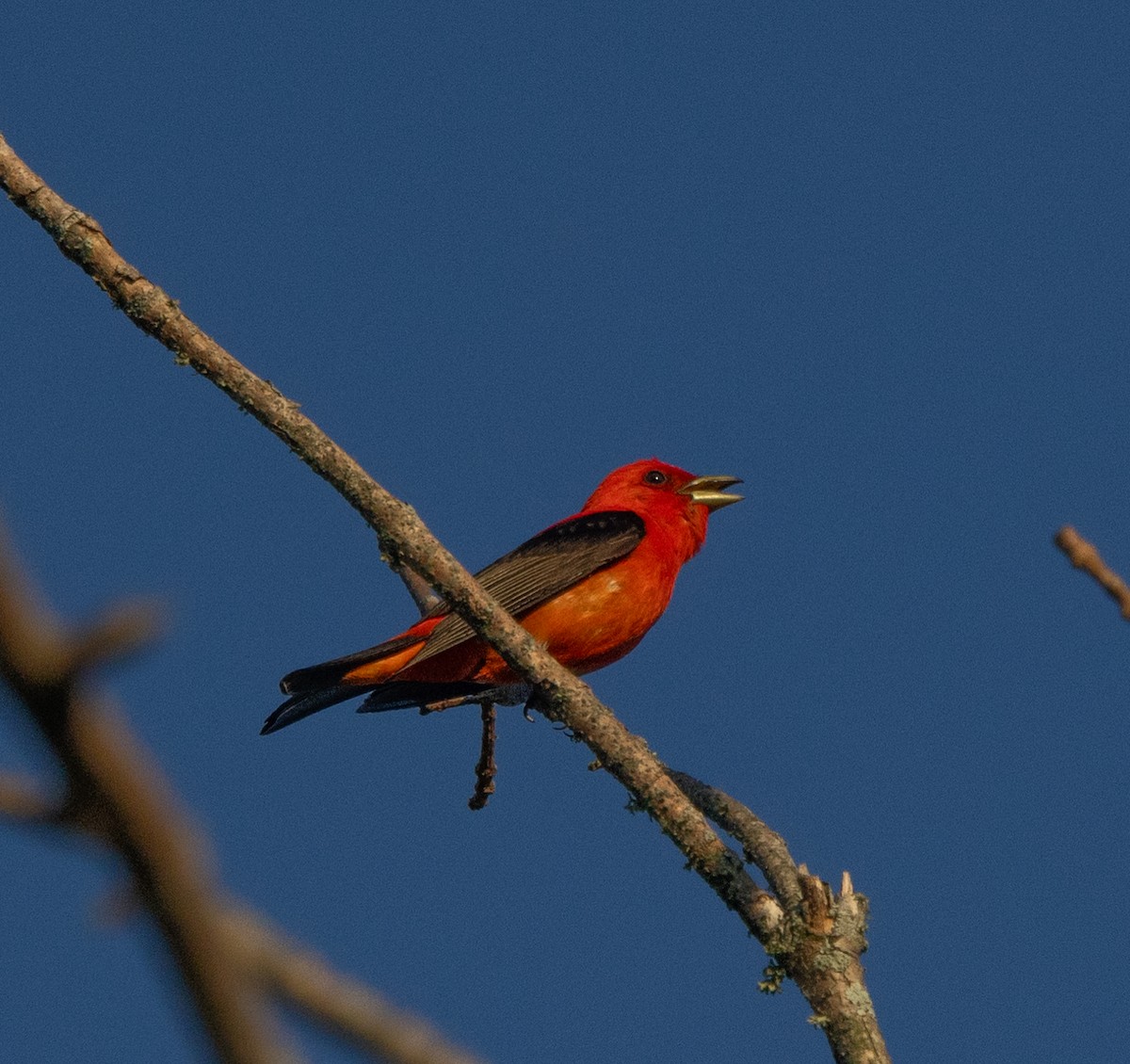 Scarlet Tanager - ML621166877