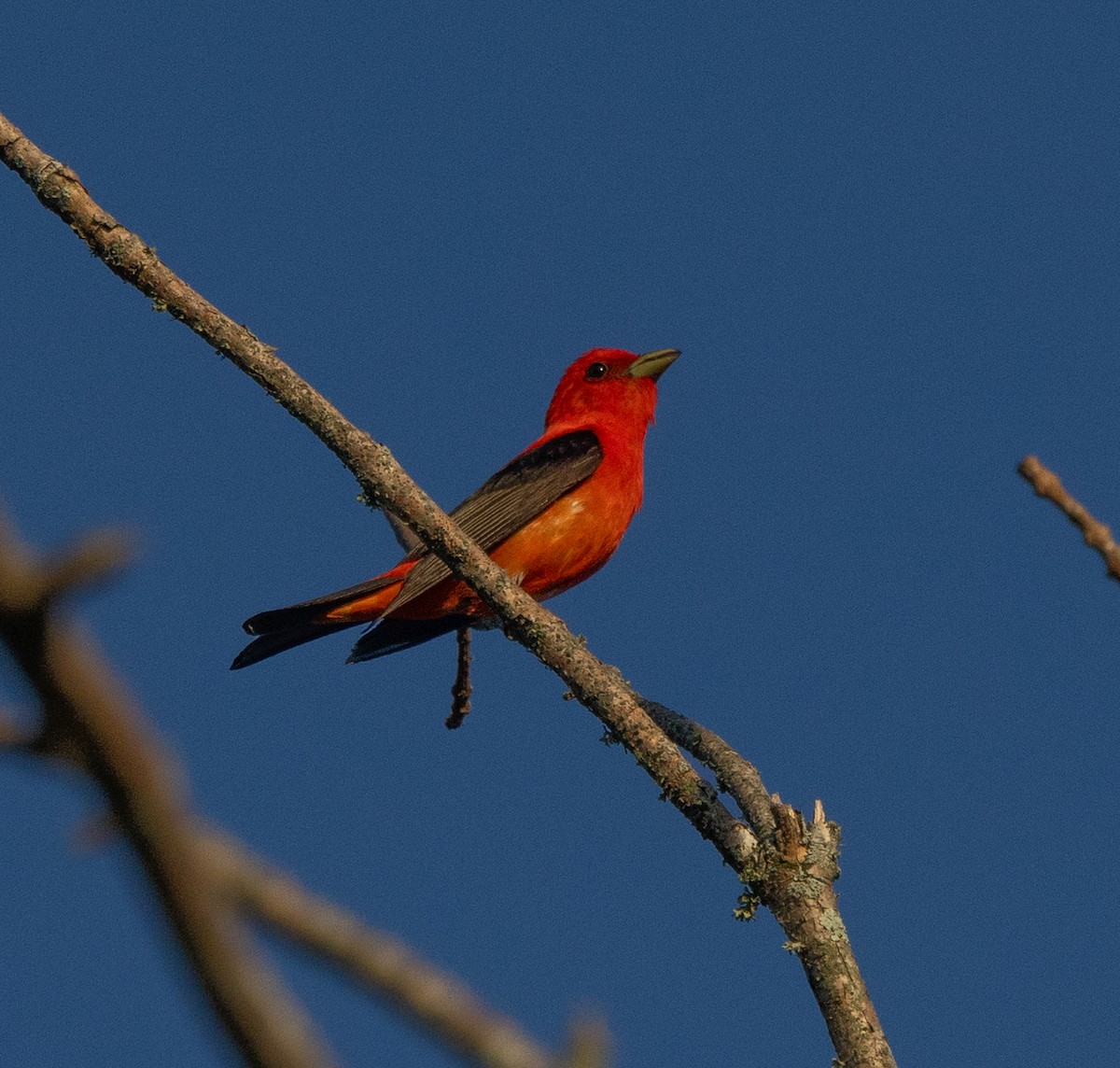 Scarlet Tanager - ML621166878