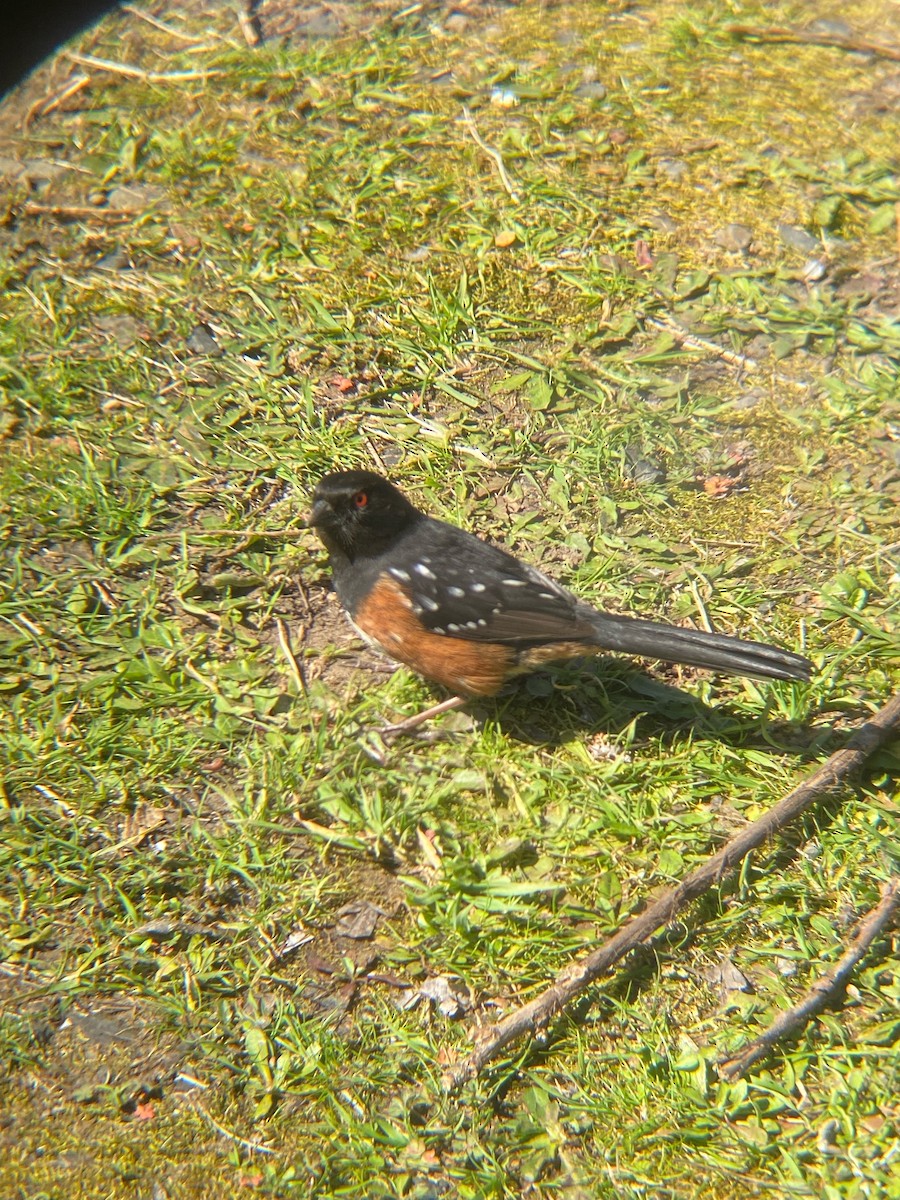 Spotted Towhee - ML621166887