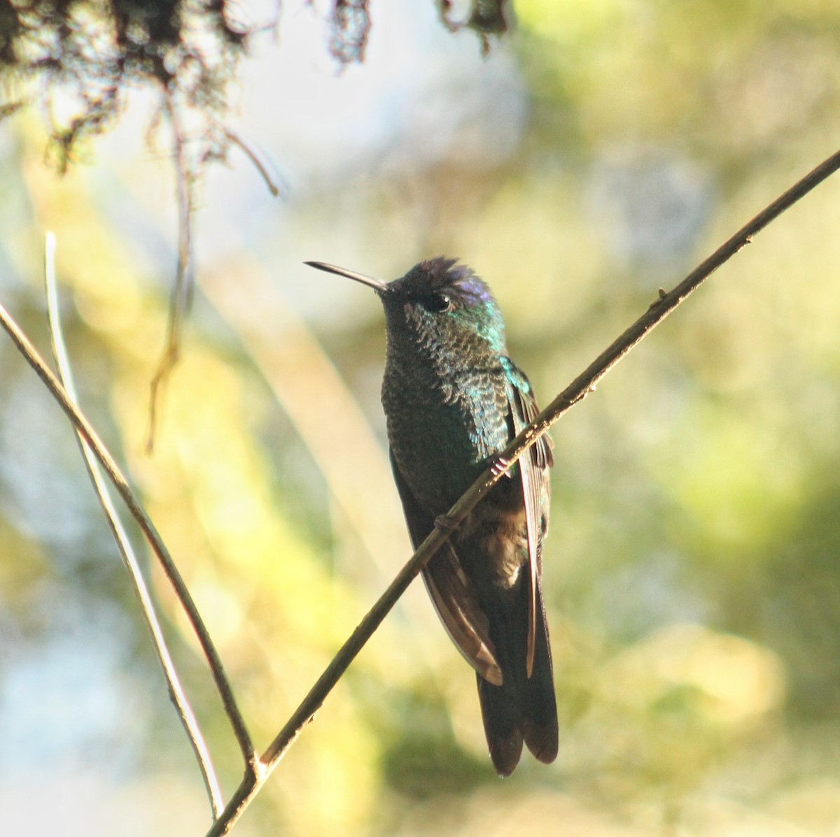 kolibřík fialovotemenný - ML621166892